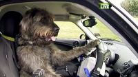 AMAZING DOG TAUGHT TO DRIVE! watch the video link!