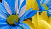 💙💛