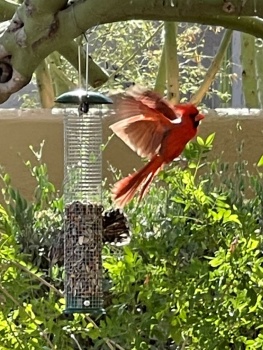 Cardinal chased off feeder by a Cactus Wren