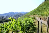 Thann, le Rangen, vignoble de l'extrême