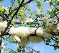 Cherry blossom PC