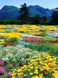 Beautiful Colorful Field
