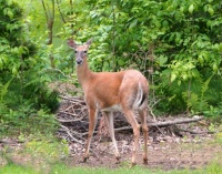 Deer Wilmer Alabama