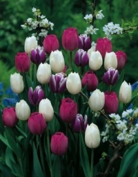 Tulips