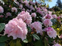 Rododendron