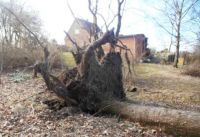 Et kæmpe træ er faldet :-)