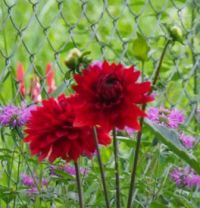 Red Dahlia and Bee Balm