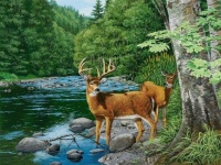 Streamside-White Tail Deer by William Vanderdasson
