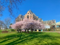 The Empress Hotel cherry trees are spectacular this week!