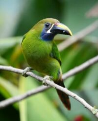 Emerald Toucanet, Central America