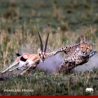 Thompson's Gazelle trying to escape Cheetah