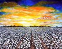 MS Delta Cotton Field Sunset