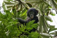 Bonobo baby population reduced by 53%