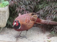 Pheasant in the garden