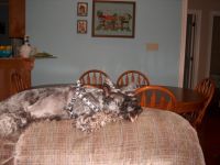 a dog's life