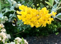 Back Garden Stuff. Moroccan Broom with Incoming  Bumblebee