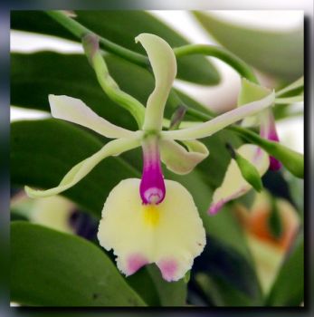Epicattleya orchid