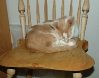 Coral snoozes on a handmade chair