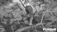 Southwest Florida Bald Eagles