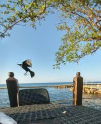 Black bird in Jamaica