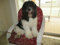 Baloo