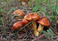 Orange Mushrooms
