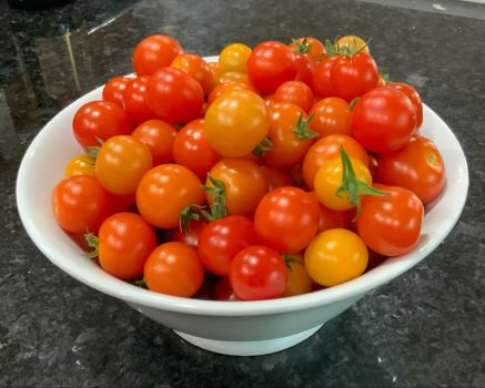 Daily harvest of cherry tomatoes