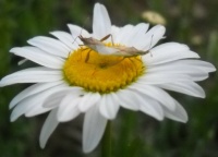 Wildflower with Mating Bugs