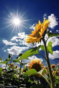 Sunflower reaching towards the sunshine