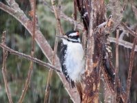 Male Hairy Woodpecker