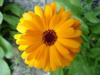 Marigold---Calendula-officinalis
