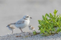 Plover adult and chicks on Florida beach near Melbourne