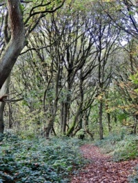 Hollinghurst Wood