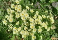 Spring!