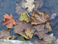 Autumn Leaves on pond