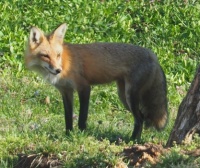 Kansas Fox