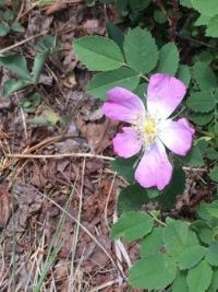 Wild Rose in the Rockies