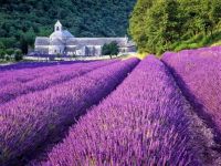 Provence France Lavender