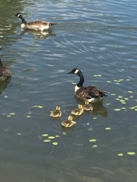 Duck Pond, Virginia Tech