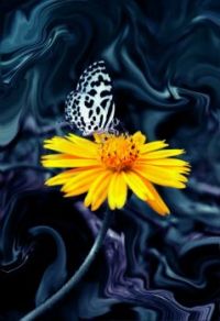 Touch of Color with Butterfly