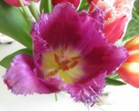 Tulip .....close up