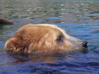 bear at columbus zoo