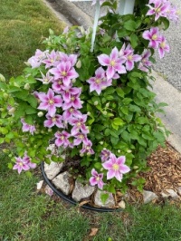 Mailbox columbine