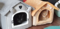 2025/03/05_2 cats in houses