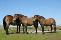 Horses
