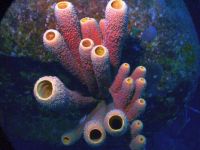 Tubesponge