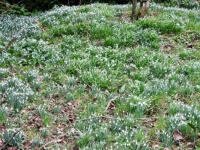 Snowdrops