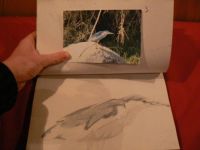 My photo and art - Night Heron (male)