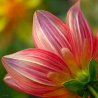 pink flower
