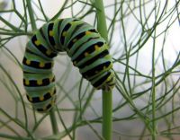 caterpiller